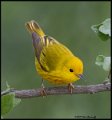 _B216099 yellow warbler